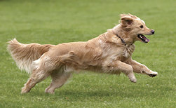 Canine Rehabilitation in Illinois