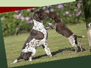 Canine Rehabilitation in Illinois