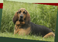 Canine Rehabilitation in Illinois