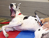 Canine Rehabilitation in Illinois