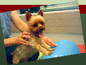 Canine Rehabilitation in Illinois