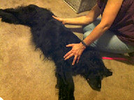 Canine Rehabilitation in Illinois