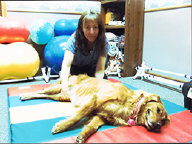 Canine Rehabilitation in Illinois