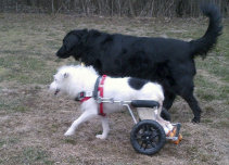 Canine Rehabilitation in Illinois