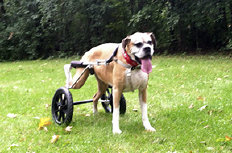 Canine Rehabilitation in Illinois