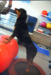 Canine Rehabilitation in Illinois