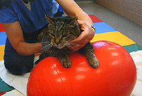 Canine Rehabilitation in Illinois