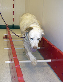 Canine Rehabilitation in Illinois