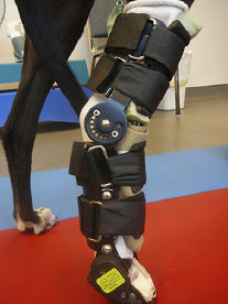 Canine Rehabilitation in Illinois