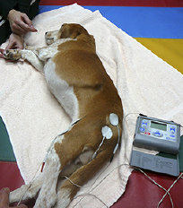 Canine Rehabilitation in Illinois