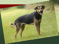 balancedmotionanimalrehabrepairsa006002.jpg