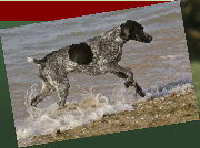 balancedmotionanimalrehabrepairsa007001.jpg