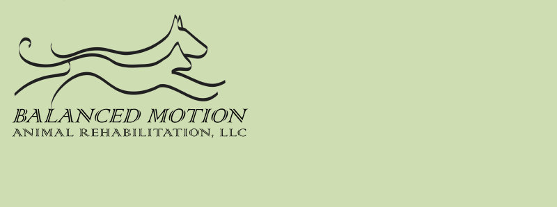 balancedmotionanimalrehabrepairsa024013.jpg
